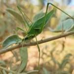 Katydid - Taeniomenae (genus group), Alice Springs Desert Park NT