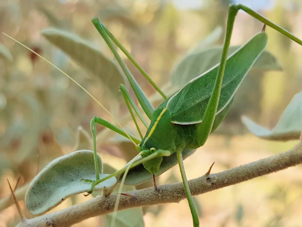 Katydid - Taeniomenae (genus group), Alice Springs Desert Park NT