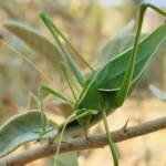 Katydid - Taeniomenae (genus group), Alice Springs Desert Park NT