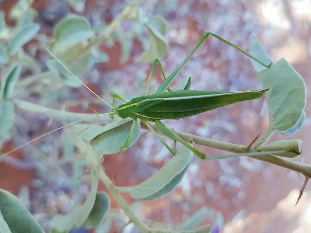 Katydid - Taeniomenae (genus group), Alice Springs Desert Park NT