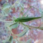 Katydid - Taeniomenae (genus group), Alice Springs Desert Park NT