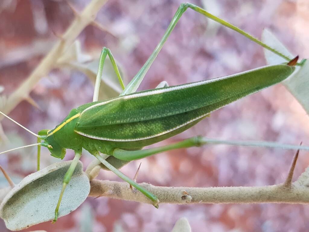 Katydid - Taeniomenae (genus group), Alice Springs Desert Park NT
