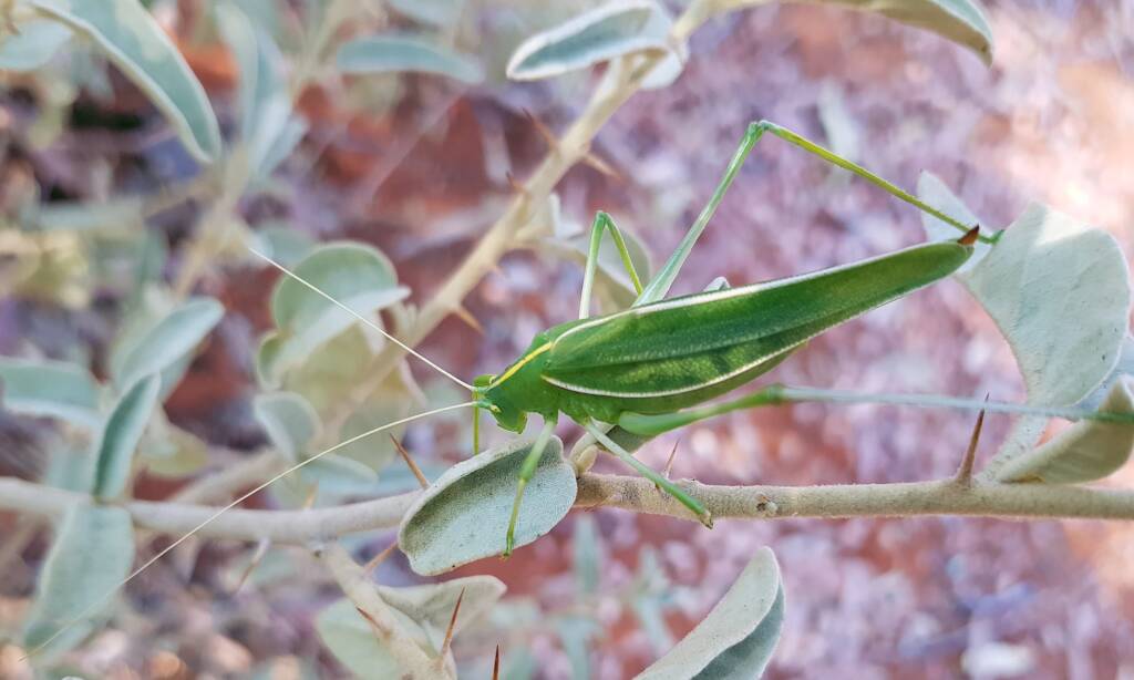 Katydid - Taeniomenae (genus group), Alice Springs Desert Park NT