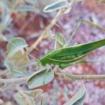Katydid - Taeniomenae (genus group), Alice Springs Desert Park NT