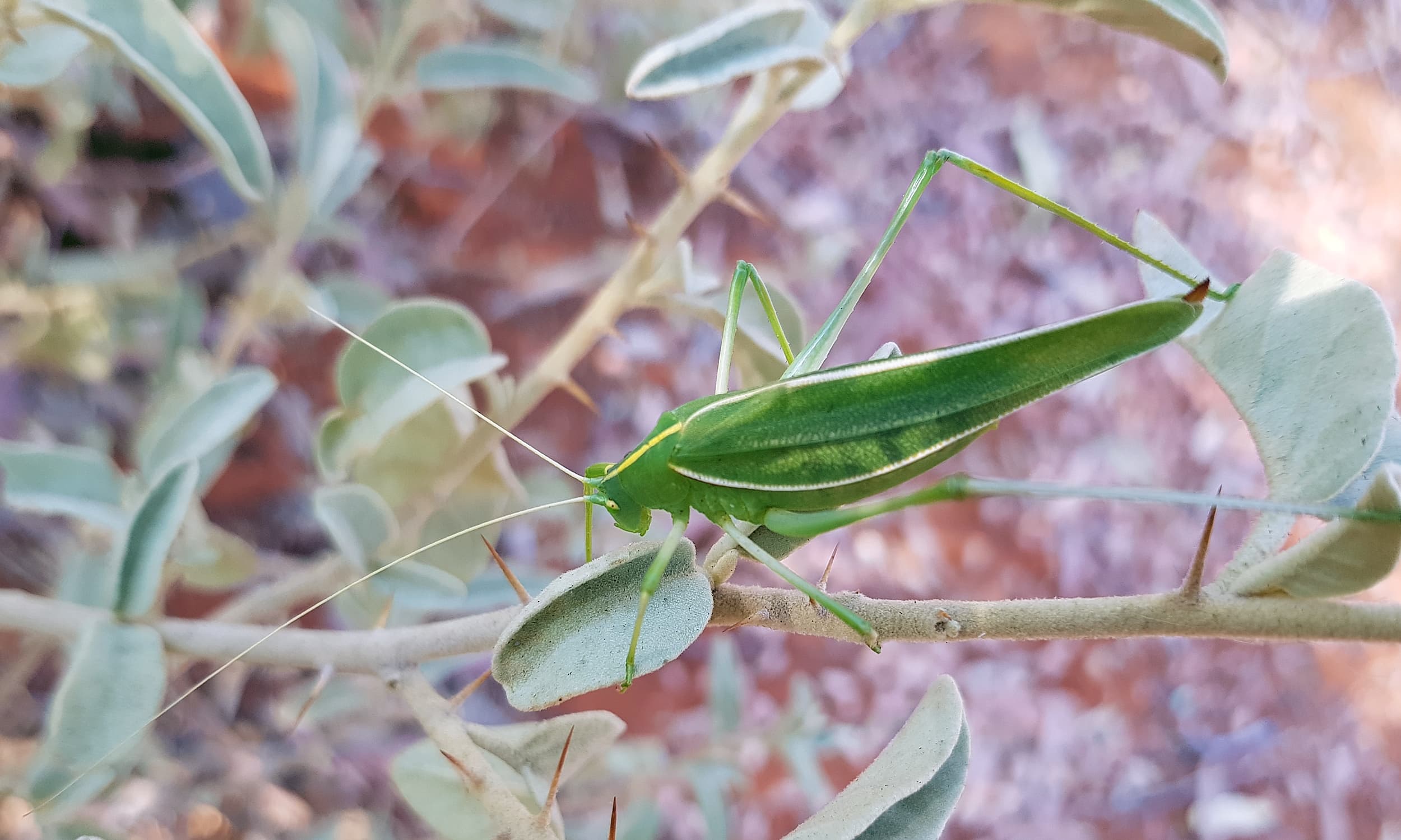 Katydid - Taeniomenae (genus group), Alice Springs Desert Park NT