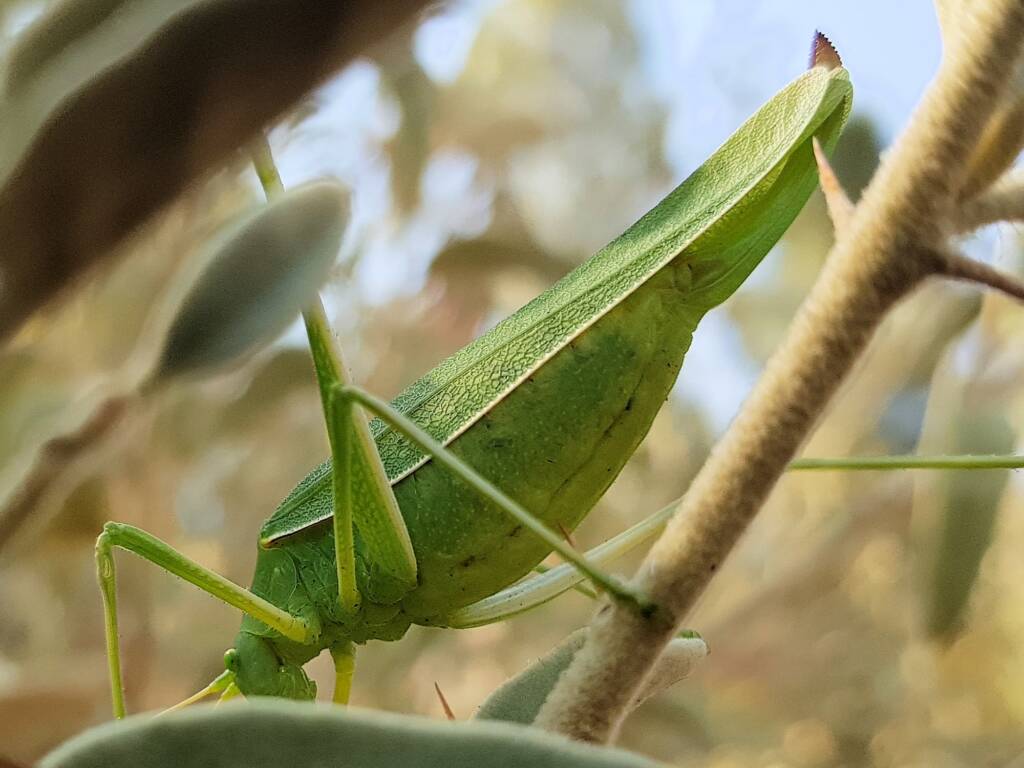 Katydid - Taeniomenae (genus group), Alice Springs Desert Park NT