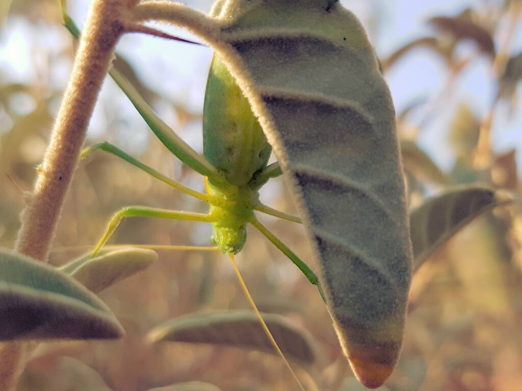 Katydid - Taeniomenae (genus group), Alice Springs Desert Park NT