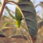 Katydid - Taeniomenae (genus group), Alice Springs Desert Park NT