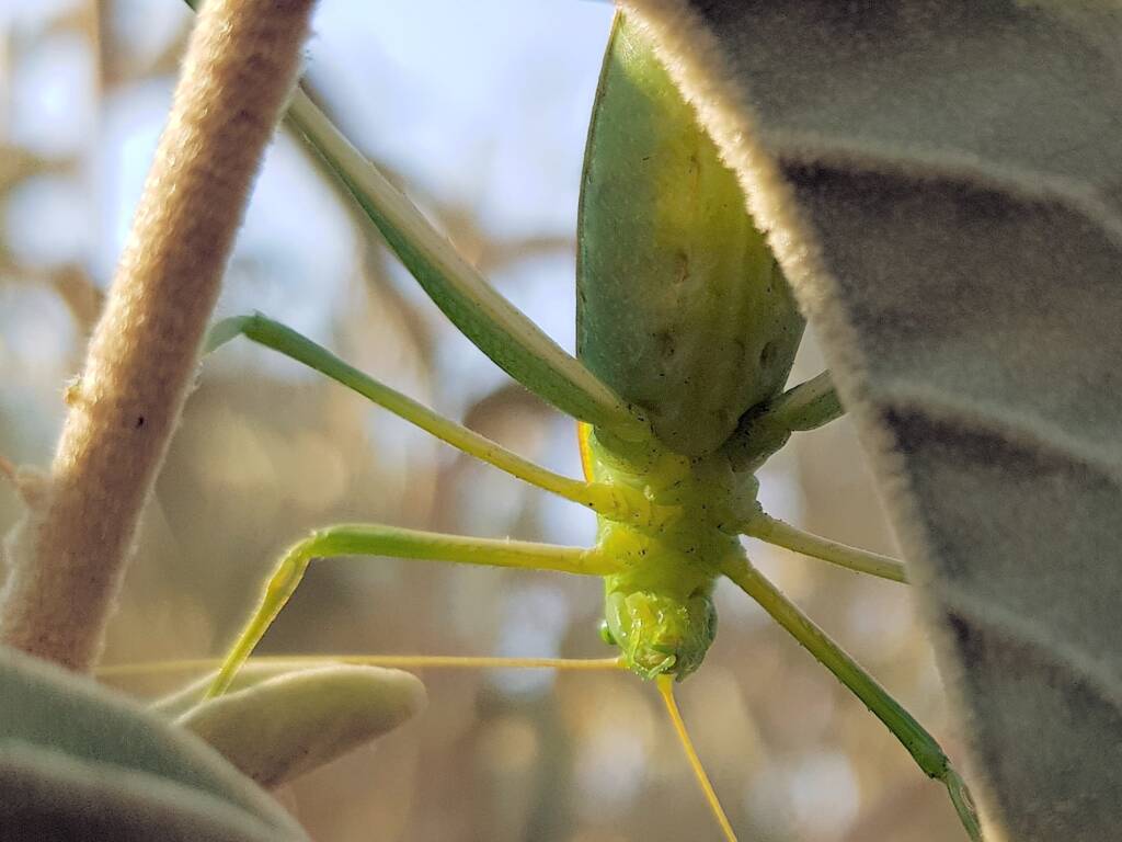 Katydid - Taeniomenae (genus group), Alice Springs Desert Park NT