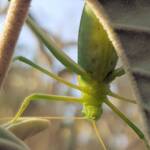 Katydid - Taeniomenae (genus group), Alice Springs Desert Park NT