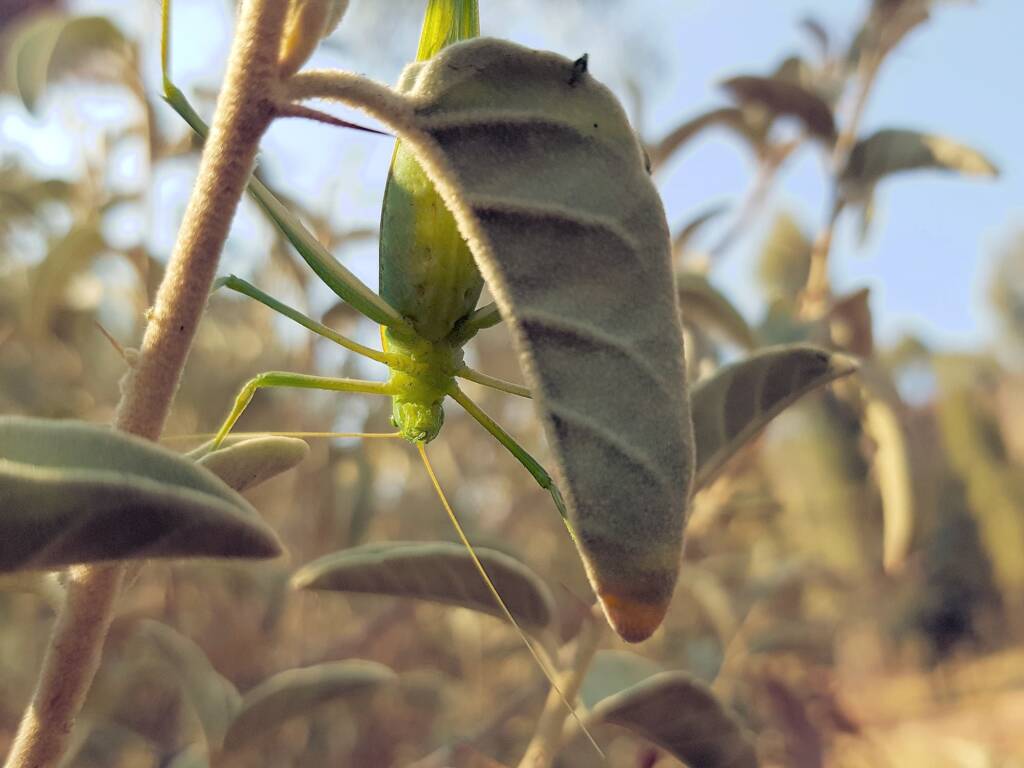 Katydid - Taeniomenae (genus group), Alice Springs Desert Park NT