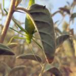 Katydid - Taeniomenae (genus group), Alice Springs Desert Park NT