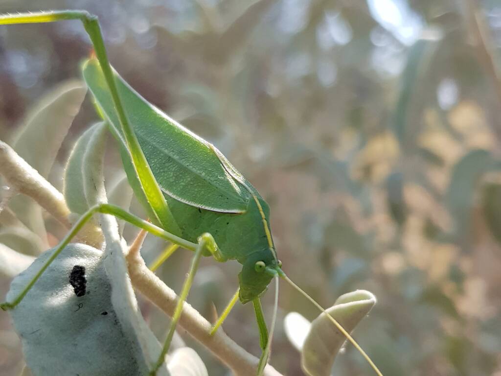 Katydid - Taeniomenae (genus group), Alice Springs Desert Park NT
