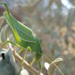 Katydid - Taeniomenae (genus group), Alice Springs Desert Park NT