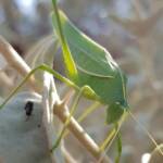 Katydid - Taeniomenae (genus group), Alice Springs Desert Park NT