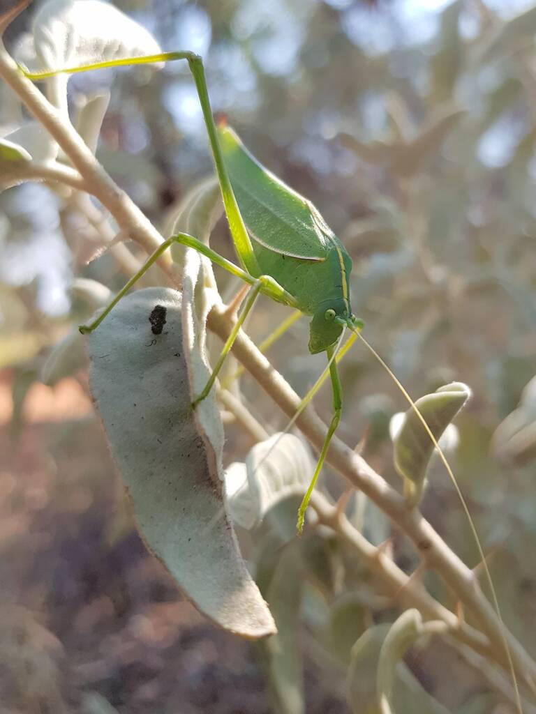 Katydid - Taeniomenae (genus group), Alice Springs Desert Park NT