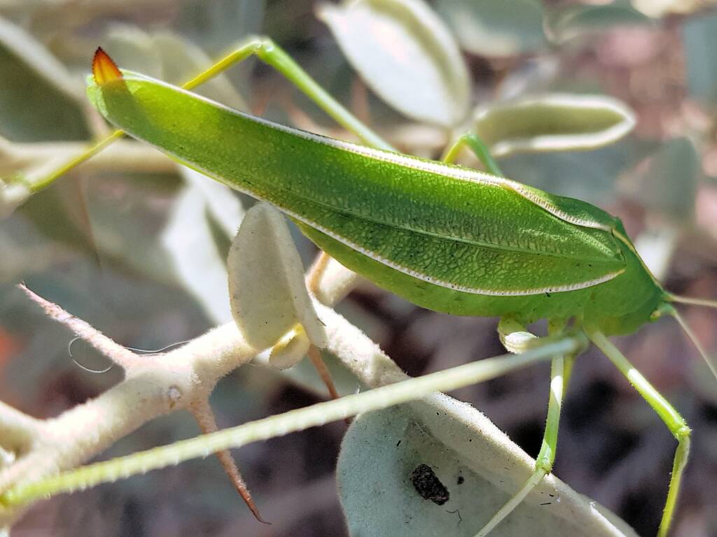 Katydid - Taeniomenae (genus group), Alice Springs Desert Park NT