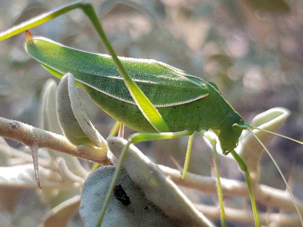 Katydid - Taeniomenae (genus group), Alice Springs Desert Park NT