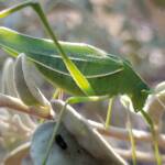 Katydid - Taeniomenae (genus group), Alice Springs Desert Park NT