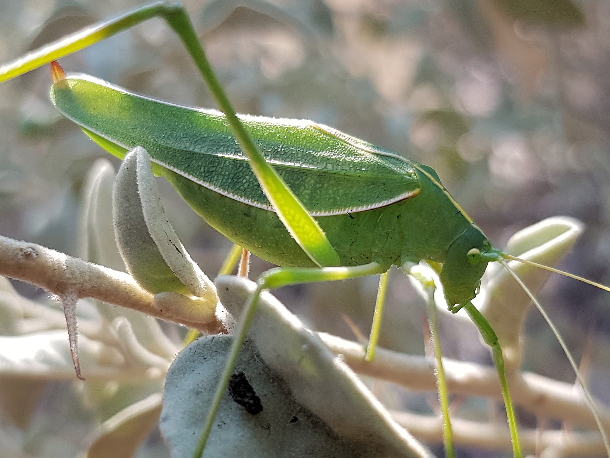 Katydid - Taeniomenae (genus group), Alice Springs Desert Park NT