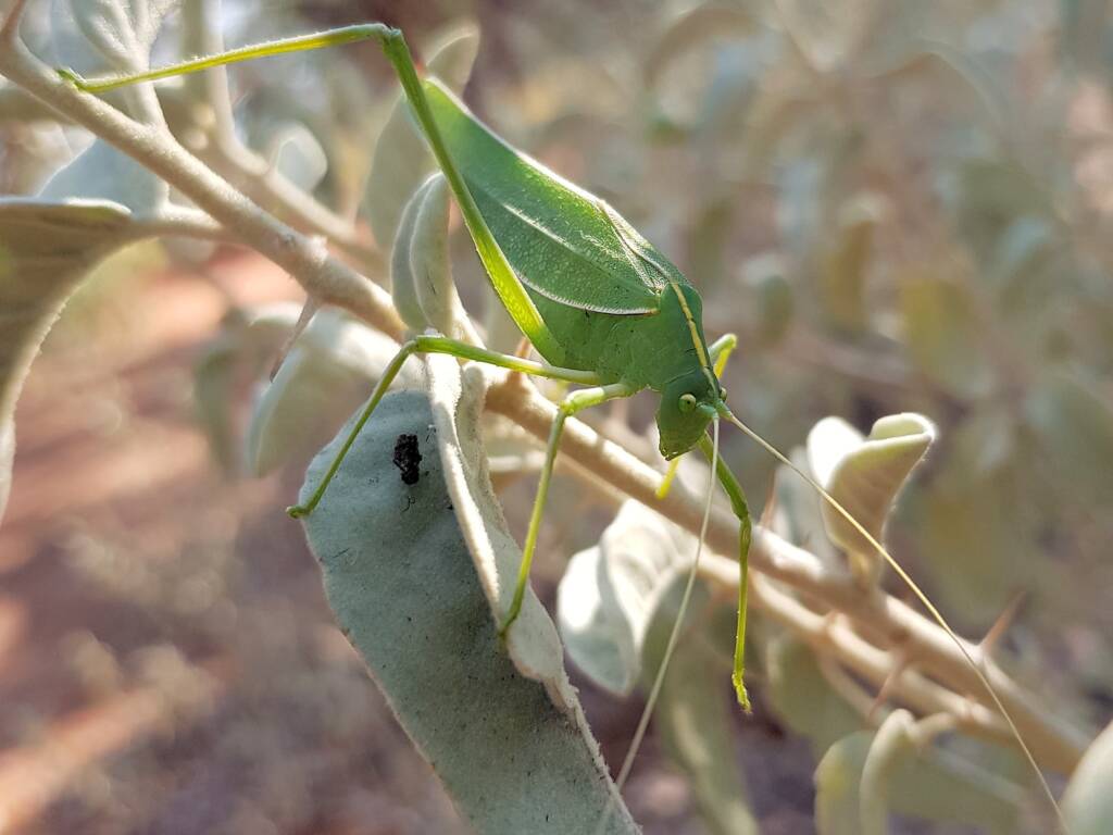 Katydid - Taeniomenae (genus group), Alice Springs Desert Park NT