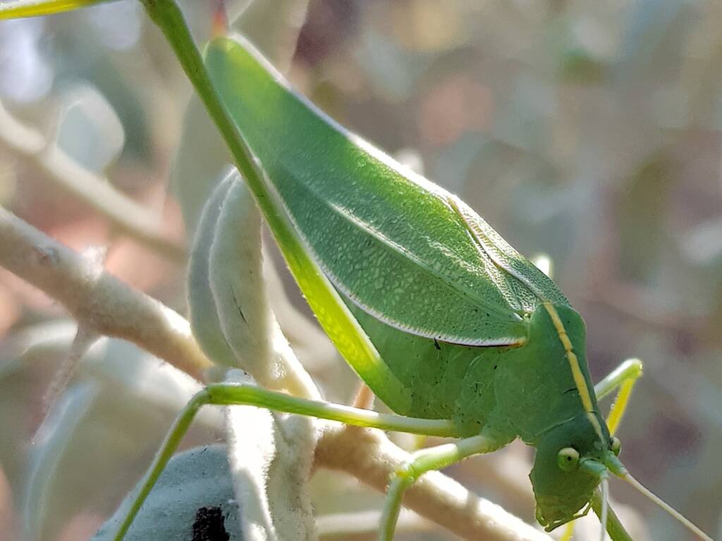 Katydid - Taeniomenae (genus group), Alice Springs Desert Park NT