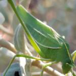 Katydid - Taeniomenae (genus group), Alice Springs Desert Park NT