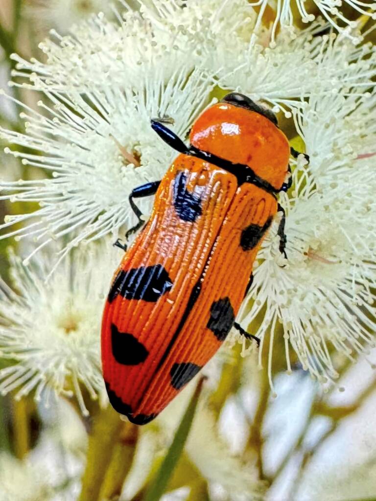 Temognatha martinii, between Lake King and Esperance WA © Mark Hanlon