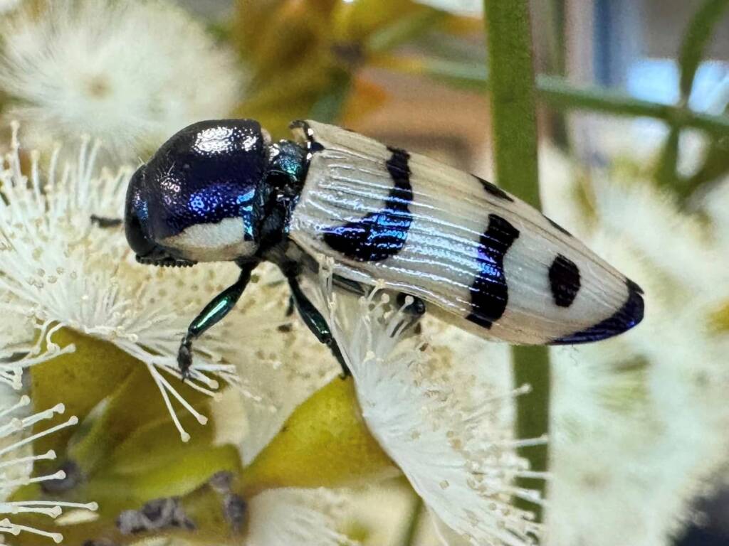 Temognatha yarrelli (female), between Lake King and Esperance WA © Mark Hanlon