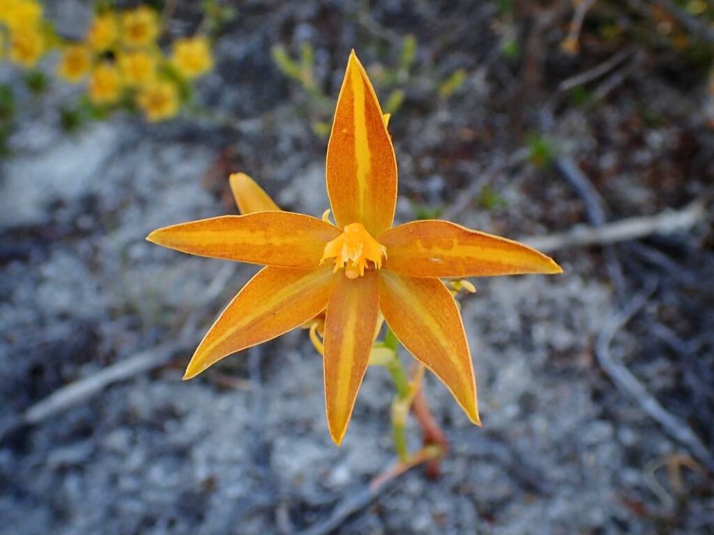 Thelymitra sp.'Ongerup' (Orange Sun Orchids), Great Southern Region WA © Terry Dunham