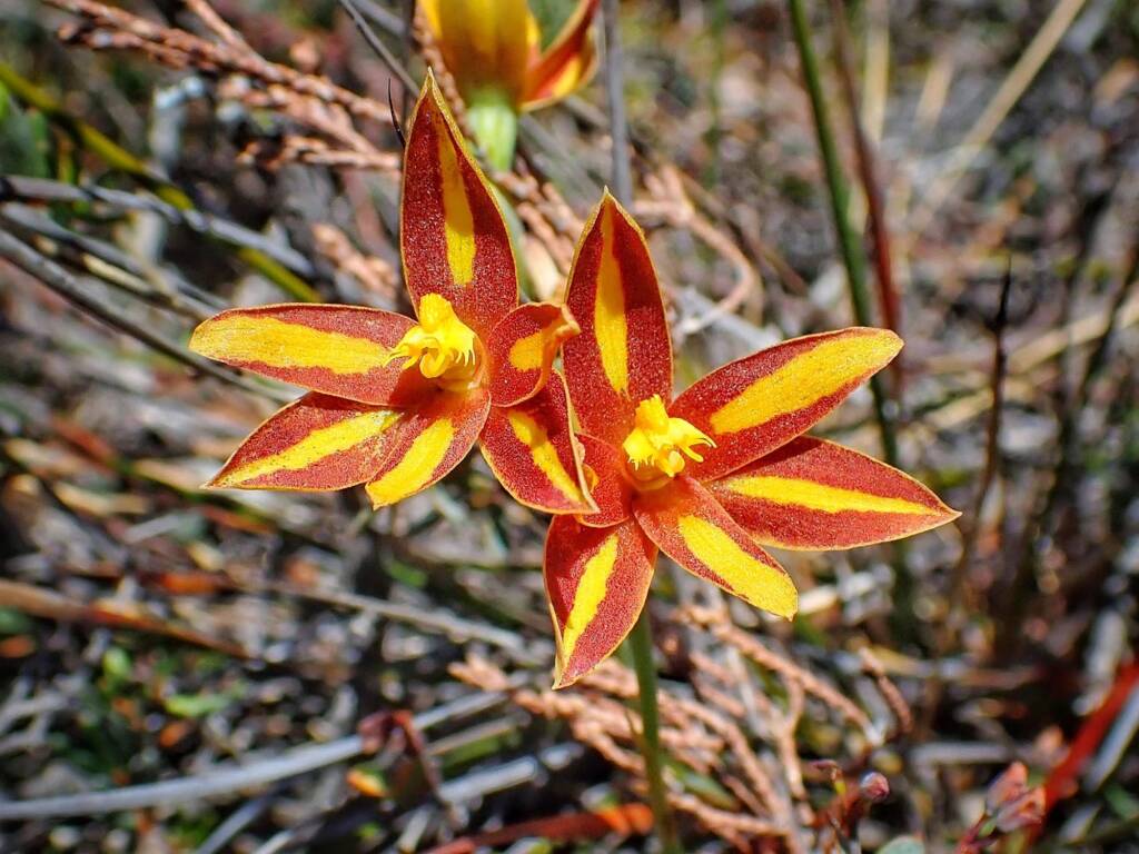Thelymitra sp.'Ongerup' (Orange Sun Orchids), Great Southern Region WA © Terry Dunham