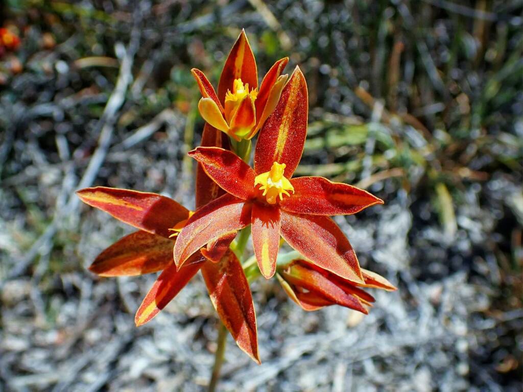 Thelymitra sp.'Ongerup' (Orange Sun Orchids), Great Southern Region WA © Terry Dunham