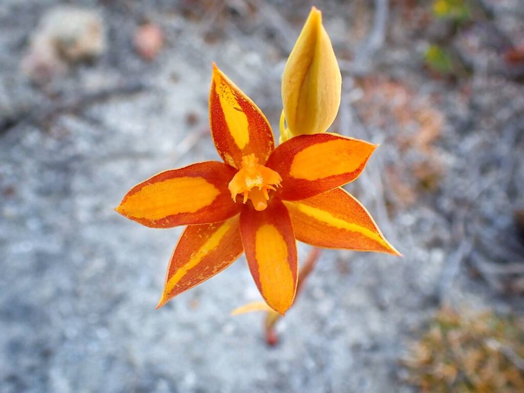 Thelymitra sp.'Ongerup' (Orange Sun Orchid), Great Southern Region WA © Terry Dunham