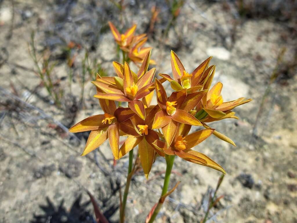 Thelymitra sp.'Ongerup' (Orange Sun Orchids), Great Southern Region WA © Terry Dunham