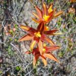 Thelymitra sp.'Ongerup' (Orange Sun Orchids), Great Southern Region WA © Terry Dunham