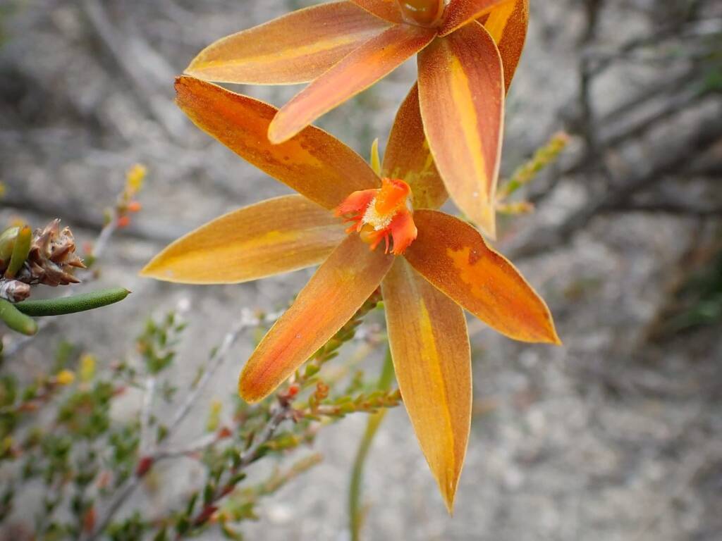 Thelymitra sp.'Ongerup' (Orange Sun Orchid), Great Southern Region WA © Terry Dunham