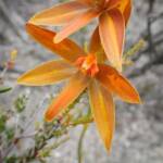 Thelymitra sp.'Ongerup' (Orange Sun Orchid), Great Southern Region WA © Terry Dunham