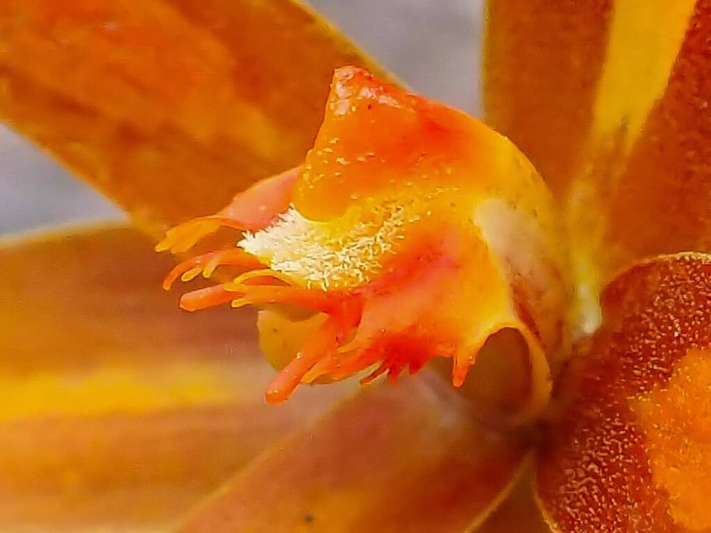 Thelymitra sp.'Ongerup' (Orange Sun Orchid), Great Southern Region WA © Terry Dunham