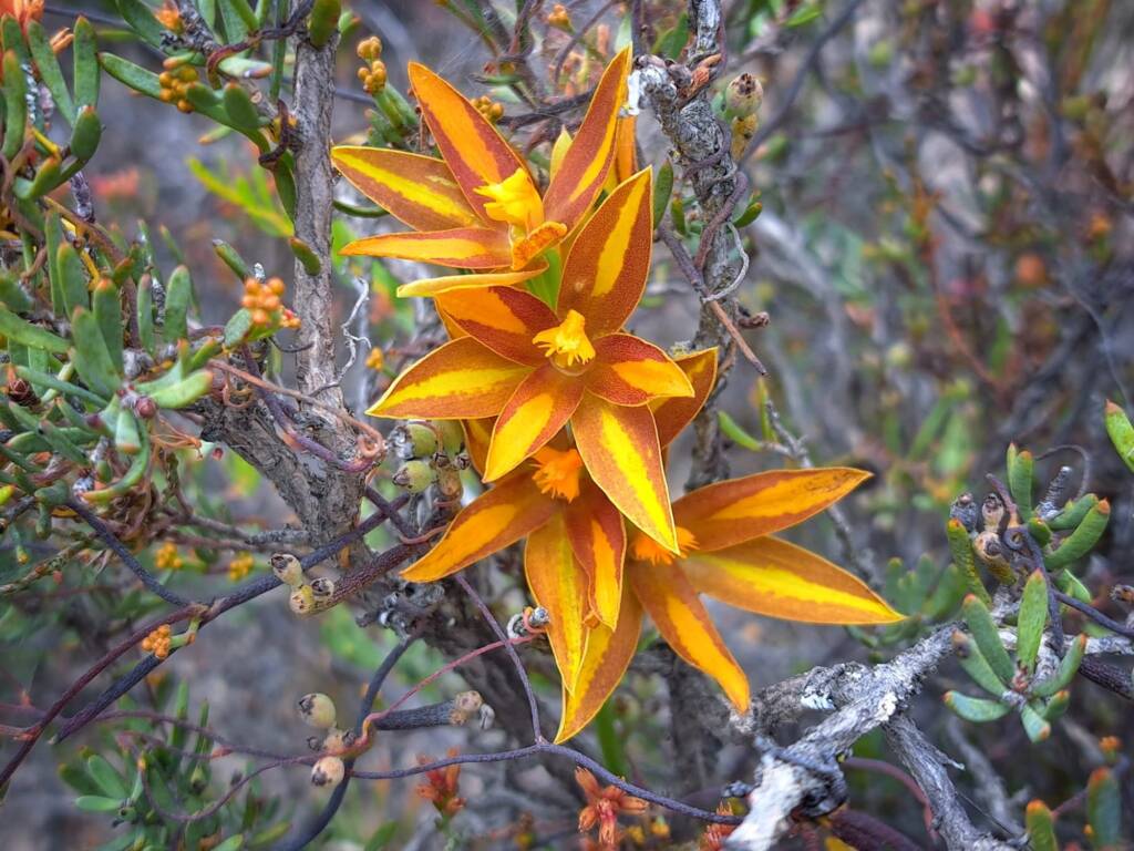 Thelymitra sp.'Ongerup' (Orange Sun Orchids), Great Southern Region WA © Terry Dunham