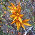 Thelymitra sp.'Ongerup' (Orange Sun Orchids), Great Southern Region WA © Terry Dunham