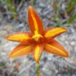 Thelymitra sp.'Ongerup' (Orange Sun Orchid), Great Southern Region WA © Terry Dunham