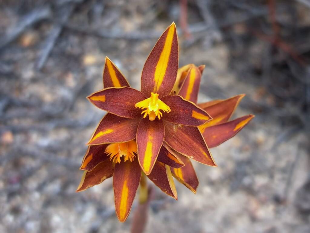 Thelymitra sp.'Ongerup' (Orange Sun Orchids), Great Southern Region WA © Terry Dunham
