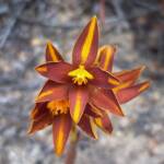 Thelymitra sp.'Ongerup' (Orange Sun Orchids), Great Southern Region WA © Terry Dunham