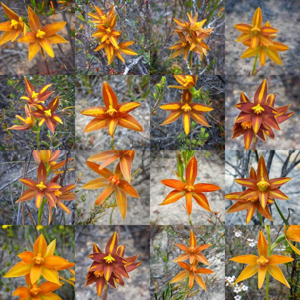 Thelymitra sp.'Ongerup' (Orange Sun Orchids), Great Southern Region WA © Terry Dunham