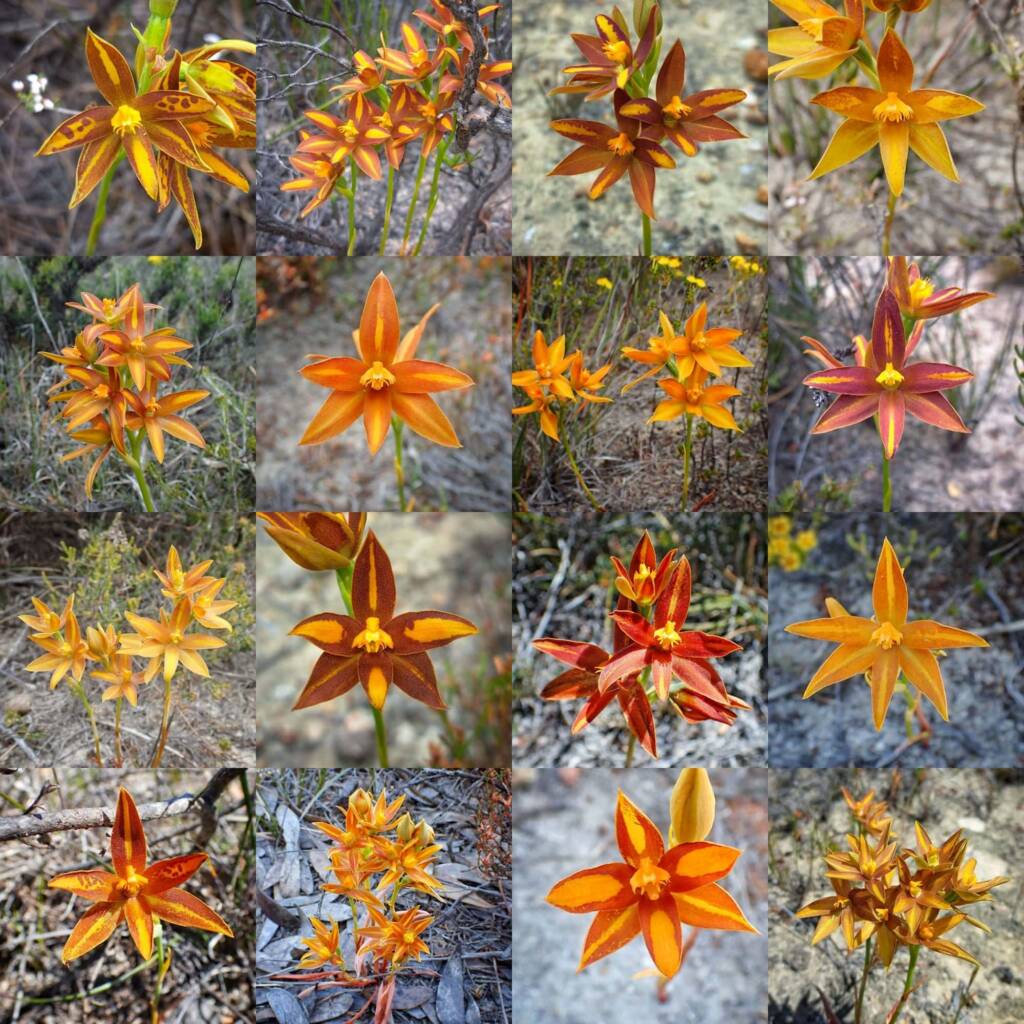 Thelymitra sp.'Ongerup' (Orange Sun Orchids), Great Southern Region WA © Terry Dunham