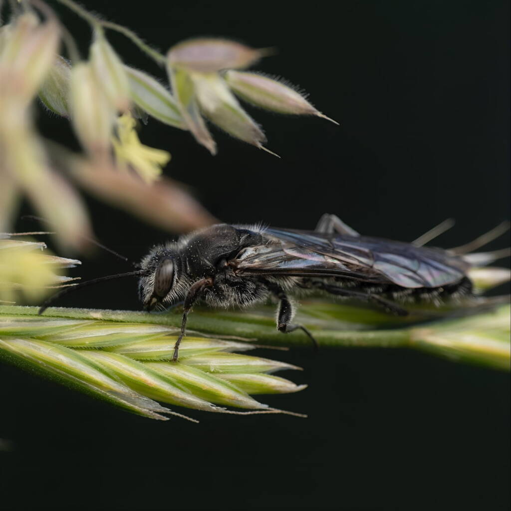 Male Flower Wasp (family Tiphiidae), ACT/NSW © Amie Lording