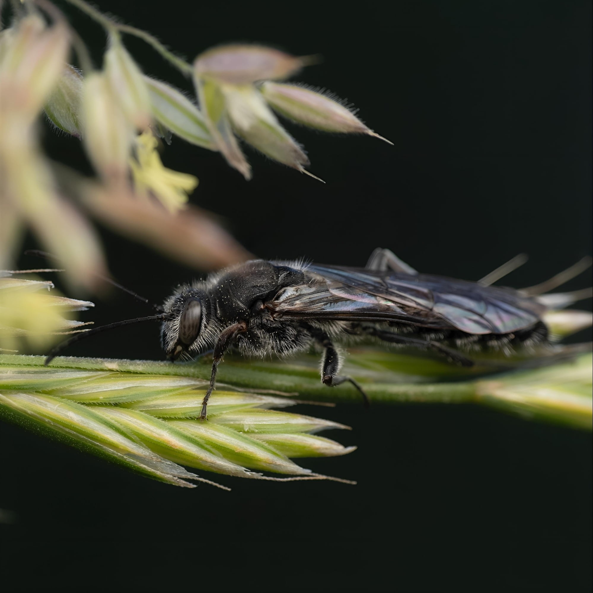 Male Flower Wasp (family Tiphiidae), ACT/NSW © Amie Lording