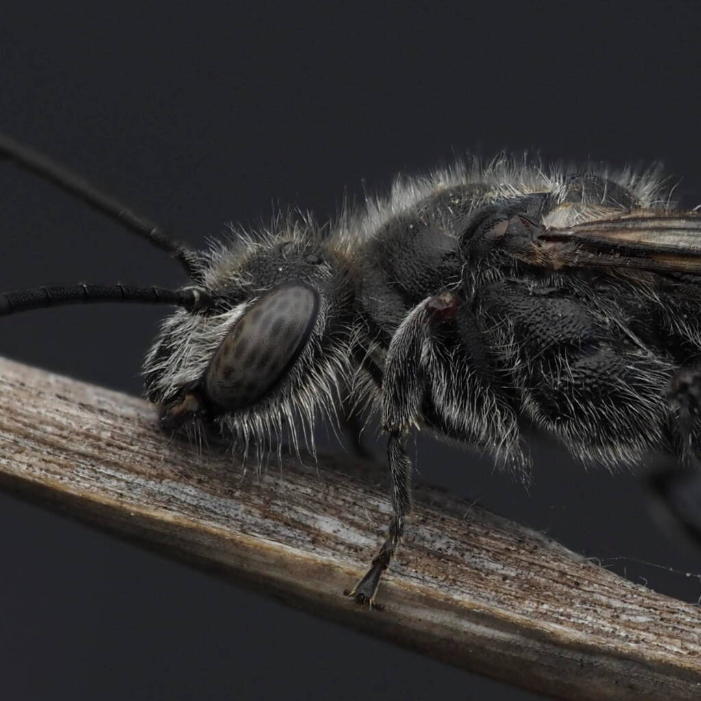 Male Flower Wasp (family Tiphiidae), ACT/NSW © Amie Lording