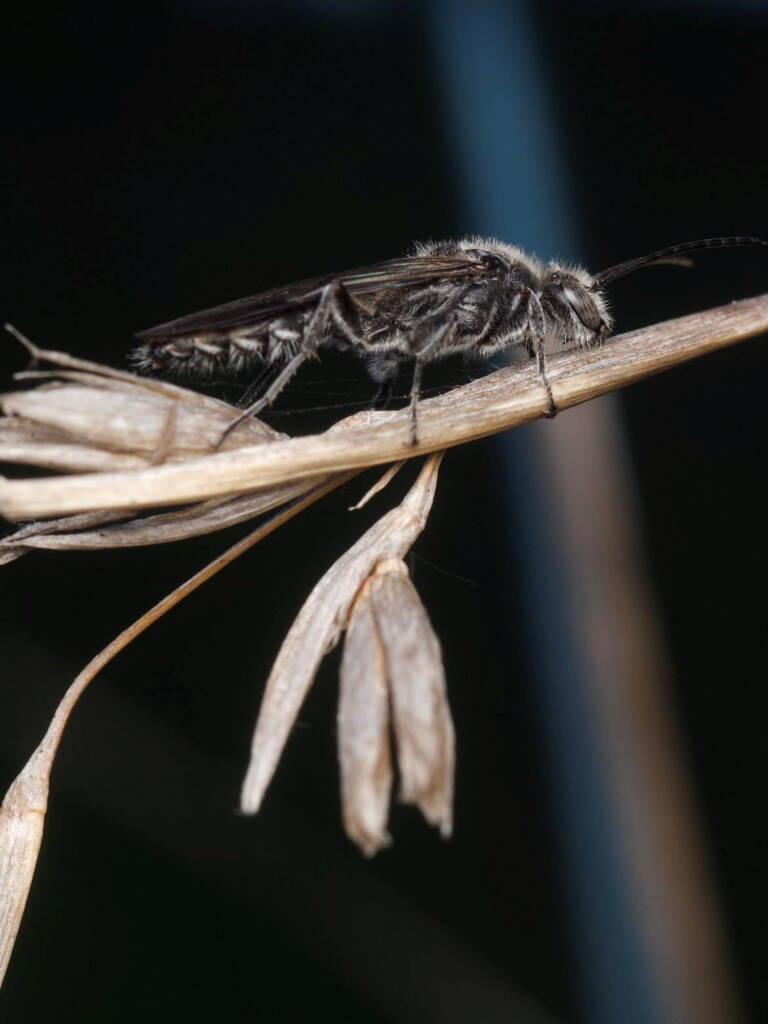 Male Flower Wasp (family Tiphiidae), ACT/NSW © Amie Lording
