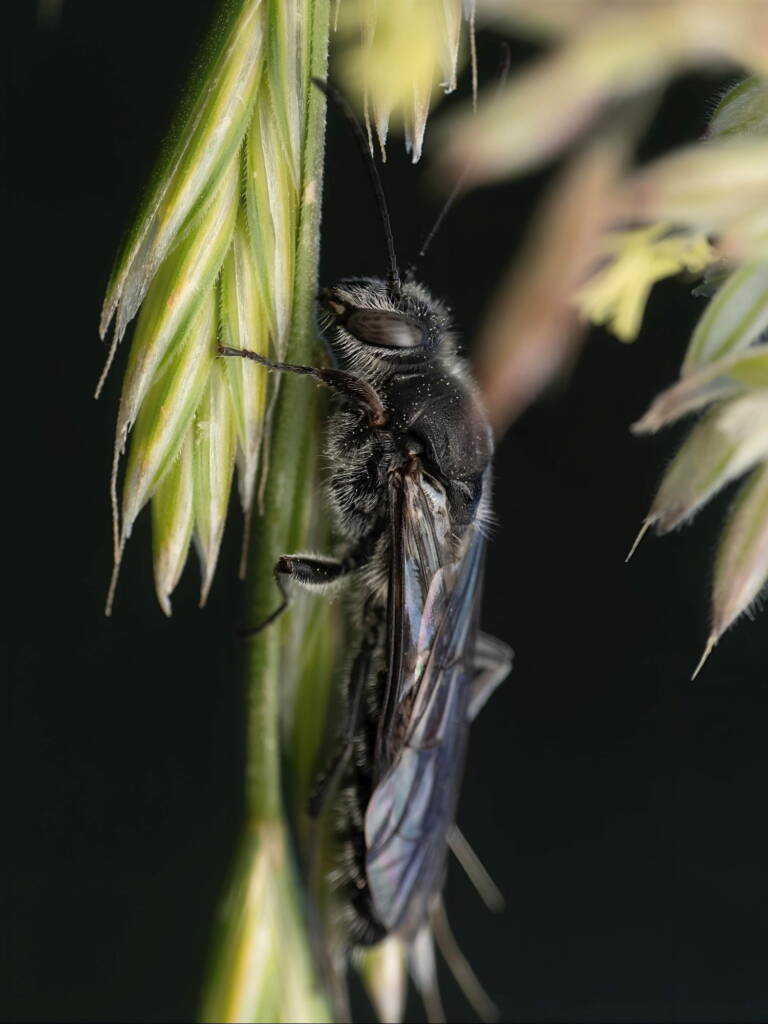 Male Flower Wasp (family Tiphiidae), ACT/NSW © Amie Lording